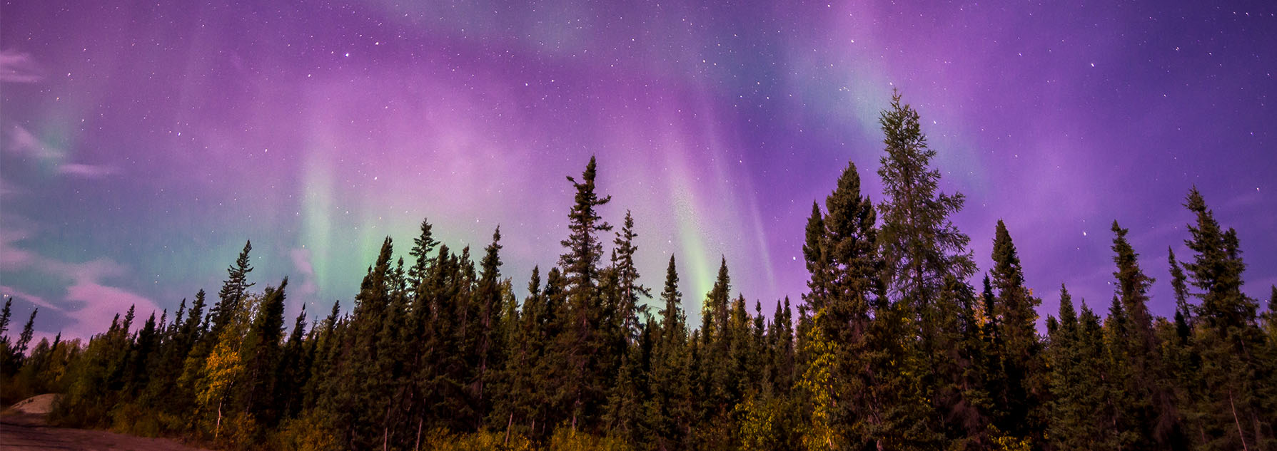 Fir forest and aurora borealis